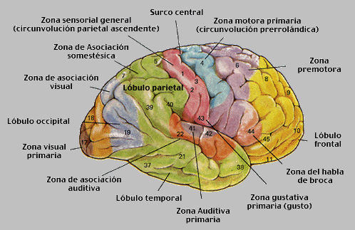 Agnosia: confusión de los sentidos