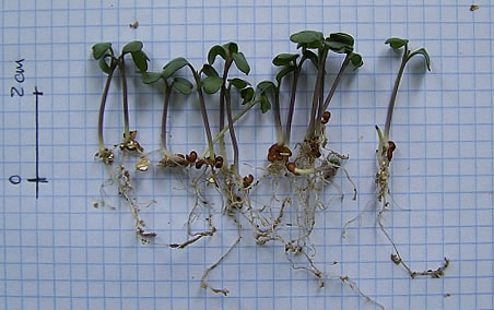 Prevención de la salud-Alimentación