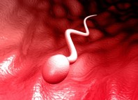 Métodos anticonceptivos: masculino, químico y sin hormonas metodosnuevos anticonceptivos masculinos