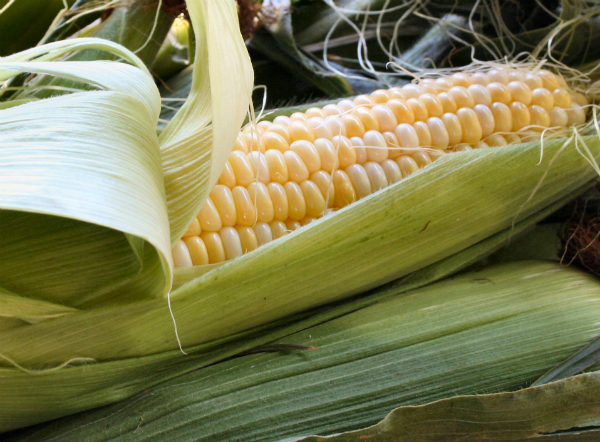 El maíz riquísimo en fibra