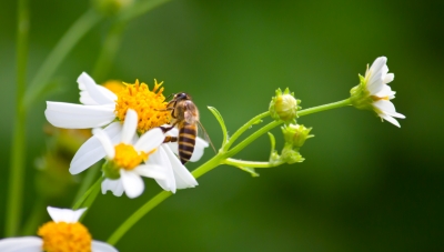 Cómo sobrevivir a la alergia al polen